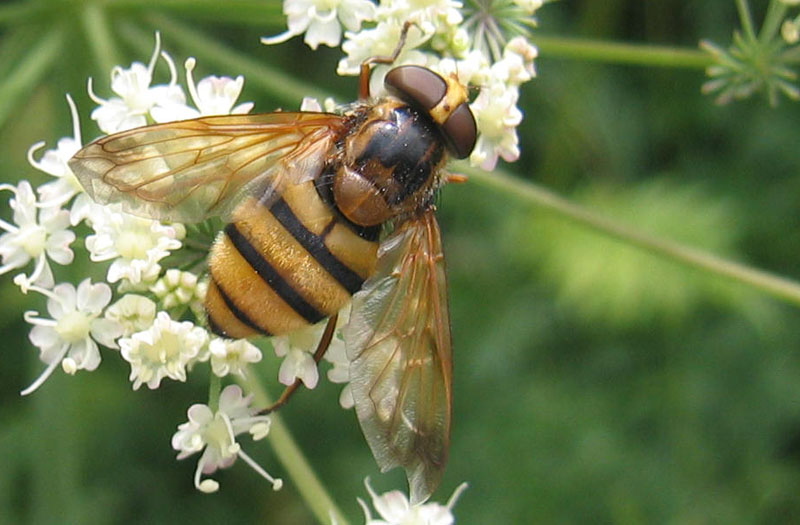 Volucella inanis....dal Trentino